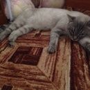 Подробнее об объявлении «Воронеж Найден кот тайской породы» Фото: найдена кошка Тайская «Воронеж Найден кот тайской породы» в г. Воронеж