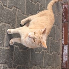 Подробнее об объявлении «Одинцово Найдена кошка» Фото: найдена кошка  «Одинцово Найдена кошка» в г. Одинцово