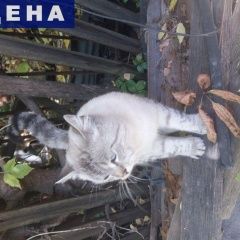 Подробнее об объявлении «Найден кот Саратов» Фото: найдена кошка  «Найден кот Саратов» в г. Саратов