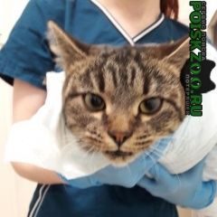 Подробнее об объявлении «Химки Найдена кошка» Фото: найдена кошка  «Химки Найдена кошка» в г. Химки