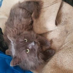 Подробнее об объявлении «Найден кот Краснодар» Фото: найдена кошка  «Найден кот Краснодар» в г. Краснодар