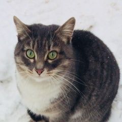 Подробнее об объявлении «Найдена кошка помогите девочке-подростку Мытищи» Фото: найдена кошка  «Найдена кошка помогите девочке-подростку Мытищи» в г. Мытищи