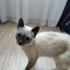 Подробнее об объявлении «Найдена кошка Новокузнецк» Фото: найдена кошка  «Найдена кошка Новокузнецк» в г. Новокузнецк