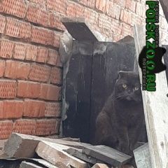 Подробнее об объявлении «Краснодар Найдена кошка» Фото: найдена кошка Скоттиш фолд (шотландская вислоухая) «Краснодар Найдена кошка» в г. Краснодар