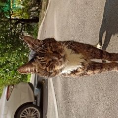 Подробнее об объявлении «Москва Найден кот» Фото: найдена кошка  «Москва Найден кот» в г. Москва