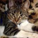 Подробнее об объявлении «Москва Найдена кошка» Фото: найдена кошка  «Москва Найдена кошка» в г. Москва