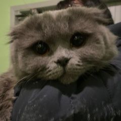 Подробнее об объявлении «Найдена кошка Мытищи» Фото: найдена кошка  «Найдена кошка Мытищи» в г. Мытищи