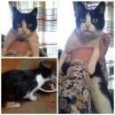 Подробнее об объявлении «Найден кот Сергиев Посад» Фото: найдена кошка  «Найден кот Сергиев Посад» в г. Сергиев Посад