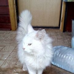 Подробнее об объявлении «Москва Найдена кошка турецкая белая ангора» Фото: найдена кошка Турецкая ангора «Москва Найдена кошка турецкая белая ангора» в г. Москва