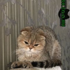 Подробнее об объявлении «Краснодар Найдена кошка шотландская вислоухая» Фото: найдена кошка Скоттиш фолд (шотландская вислоухая) «Краснодар Найдена кошка шотландская вислоухая» в г. Краснодар