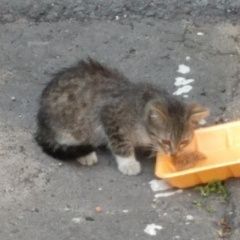 Подробнее об объявлении «Москва Найдена кошка котёнок очень маленький, месяца 2-3» Фото: найдена кошка  «Москва Найдена кошка котёнок очень маленький,...» в г. Москва