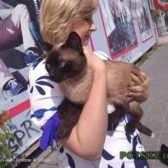 Подробнее об объявлении «Иваново Найден кот сиамский кот» Фото: найдена кошка Сиамская «Иваново Найден кот сиамский кот» в г. Иваново