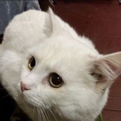 Подробнее об объявлении «Иркутск Найден кот красивый белый кот» Фото: найдена кошка  «Иркутск Найден кот красивый белый кот» в г. Иркутск