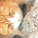 Подробнее об объявлении «Москва Найдена кошка скорее кот» Фото: найдена кошка  «Москва Найдена кошка скорее кот» в г. Москва