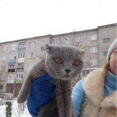 Подробнее об объявлении «Найдена кошка ищем хозяев Горно-Алтайск» Фото: найдена кошка  «Найдена кошка ищем хозяев Горно-Алтайск» в г. Горно-Алтайск