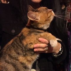 Подробнее об объявлении «Мытищи Найдена кошка коричневый ошейник» Фото: найдена кошка  «Мытищи Найдена кошка коричневый ошейник» в г. Мытищи