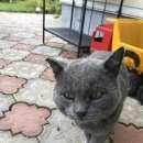 Подробнее об объявлении «Найден кот Зеленоград» Фото: найдена кошка  «Найден кот Зеленоград» в г. Зеленоград