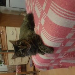 Подробнее об объявлении «Москва Найдена кошка» Фото: найдена кошка  «Москва Найдена кошка» в г. Москва