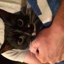 Подробнее об объявлении «Москва Найдена кошка м.профсоюзная» Фото: найдена кошка  «Москва Найдена кошка м.профсоюзная» в г. Москва