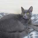 Подробнее об объявлении «Новосибирск Найден кот» Фото: найдена кошка Русская голубая «Новосибирск Найден кот» в г. Новосибирск