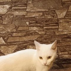 Подробнее об объявлении «Павловский Посад Найдена кошка» Фото: найдена кошка  «Павловский Посад Найдена кошка» в г. Павловский Посад