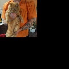 Подробнее об объявлении «Одинцово Найден кот в селе дубки» Фото: найдена кошка Сибирская «Одинцово Найден кот в селе дубки» в г. Одинцово