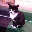 Подробнее об объявлении «Москва Найдена кошка черно-белая кошка» Фото: найдена кошка  «Москва Найдена кошка черно-белая кошка» в г. Москва