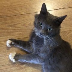 Подробнее об объявлении «Одинцово Найден кот серый кот с белыми лапками» Фото: найдена кошка  «Одинцово Найден кот серый кот с белыми лапками» в г. Одинцово