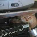 Подробнее об объявлении «Москва Найдена кошка рыжая вислоухая шотландка ищет дом» Фото: найдена кошка Шотландская вислоухая «Москва Найдена кошка рыжая вислоухая шотландка...» в г. Москва