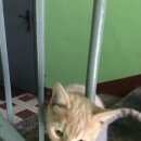 Подробнее об объявлении «Москва Найден кот» Фото: найдена кошка  «Москва Найден кот» в г. Москва