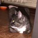 Подробнее об объявлении «Москва Найдена кошка цао г. москвы метро бауманская» Фото: найдена кошка  «Москва Найдена кошка цао г. москвы метро...» в г. Москва