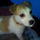 Подробнее об объявлении «Найден кот Оренбург» Фото: найдена кошка  «Найден кот Оренбург» в г. Оренбург