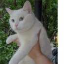 Подробнее об объявлении «Москва Найдена кошка белая, домашняя» Фото: найдена кошка  «Москва Найдена кошка белая, домашняя» в г. Москва