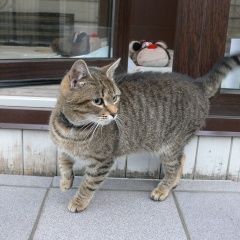 Подробнее об объявлении «Санкт-Петербург Найдена кошка ищет дом» Фото: найдена кошка  «Санкт-Петербург Найдена кошка ищет дом» в г. Санкт-Петербург