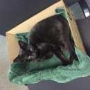 Подробнее об объявлении «Москва Найдена кошка кошечка» Фото: найдена кошка  «Москва Найдена кошка кошечка» в г. Москва