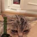 Подробнее об объявлении «Москва Найдена кошка» Фото: найдена кошка  «Москва Найдена кошка» в г. Москва