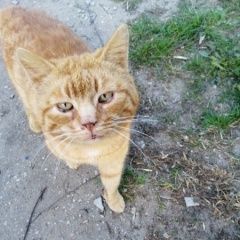 Подробнее об объявлении «Найдена кошка Орехово-Зуево» Фото: найдена кошка  «Найдена кошка Орехово-Зуево» в г. Орехово-Зуево