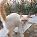 Подробнее об объявлении «Санкт-Петербург Найдена кошка» Фото: найдена кошка  «Санкт-Петербург Найдена кошка» в г. Санкт-Петербург