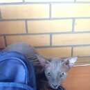 Подробнее об объявлении «Санкт-Петербург Найдена кошка» Фото: найдена кошка Сфинкс «Санкт-Петербург Найдена кошка» в г. Санкт-Петербург