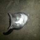 Подробнее об объявлении «Найдена кошка Верхняя Пышма» Фото: найдена кошка  «Найдена кошка Верхняя Пышма» в г. Верхняя Пышма