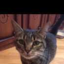 Подробнее об объявлении «Химки Найдена кошка» Фото: найдена кошка  «Химки Найдена кошка» в г. Химки