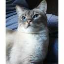 Подробнее об объявлении «Москва Найден кот тайский сиамский метис» Фото: найдена кошка Тайская «Москва Найден кот тайский сиамский метис» в г. Москва