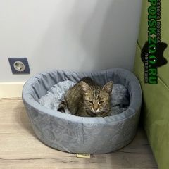 Подробнее об объявлении «Москва Найдена кошка» Фото: найдена кошка  «Москва Найдена кошка» в г. Москва