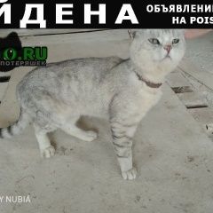 Подробнее об объявлении «Арзамас Найден кот серый кот» Фото: найдена кошка Британская короткошерстная «Арзамас Найден кот серый кот» в г. Арзамас