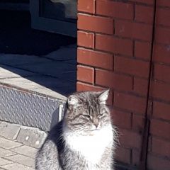 Подробнее об объявлении «Найдена кошка или кот Пушкино» Фото: найдена кошка  «Найдена кошка или кот Пушкино» в г. Пушкино