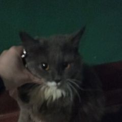 Картинка найдена кошка В городе Ярославль замечен котишка. Ярославль