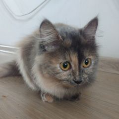 Картинка найдена кошка В городе Омск нашлась кисуля. Омск
