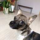 Подробнее об объявлении «Найдена собака Тюмень» Фото: найдена собака Чихуахуа «Найдена собака Тюмень» в г. Тюмень