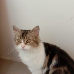 Подробнее об объявлении «Найдена кошка Калуга» Фото: найдена кошка  «Найдена кошка Калуга» в г. Калуга