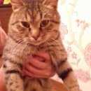 Подробнее об объявлении «Найдена кошка Троицк» Фото: найдена кошка  «Найдена кошка Троицк» в г. Троицк